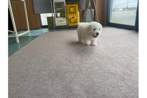 成約済の千葉県のグレートピレニーズ-182323の9枚目